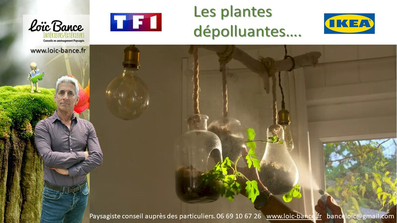 Paysagiste-Arcangues-Plantes-depolluantes