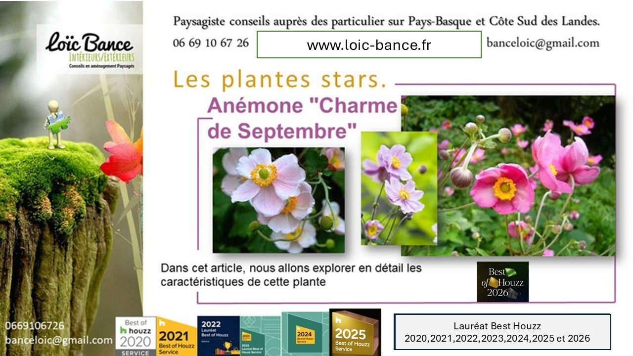 Paysagiste Arcangues. La plante star, an�mone September