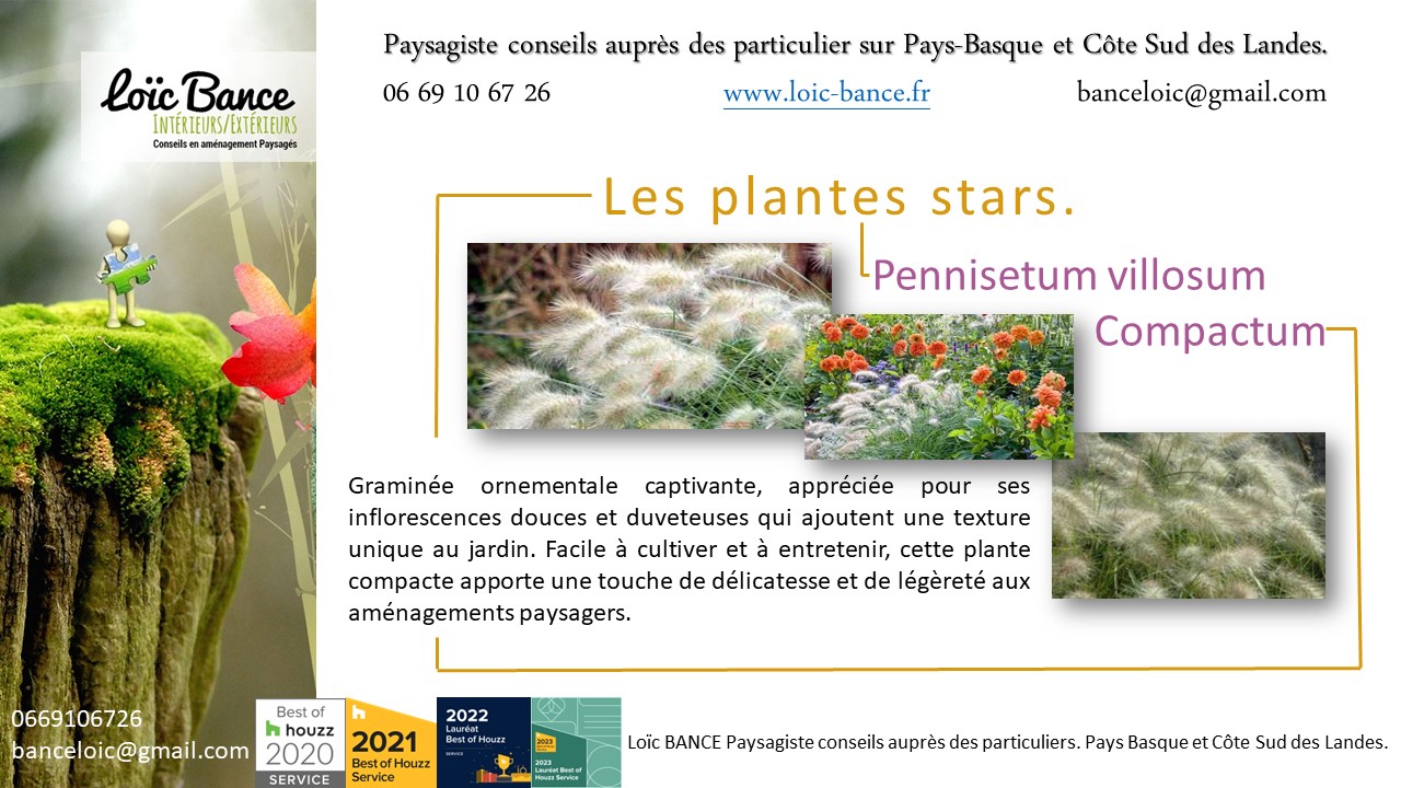 Pennisetum Villosum Compactum; Amnagements paysagers; Concepteur de jardins; Pays basque; Paysagiste; Paysagiste Pays Basque; Paysagiste conseils; Ahetze; Paysagiste Ahetze; Anglet; Paysagiste Anglet; Arbonne; Paysagiste Arbonne; Arcangues; Paysagiste Arcangues; Bayonne; Paysagiste Bayonne; Biarritz; Paysagiste Biarritz; Capbreton; Paysagiste Capbreton; Guthary; Paysagiste Guthary; Hossegor; Paysagiste Hossegor; Saint Jean de Luz; Paysagiste Saint Jean de Luz; Seignosse; Paysagiste Seignosse; 