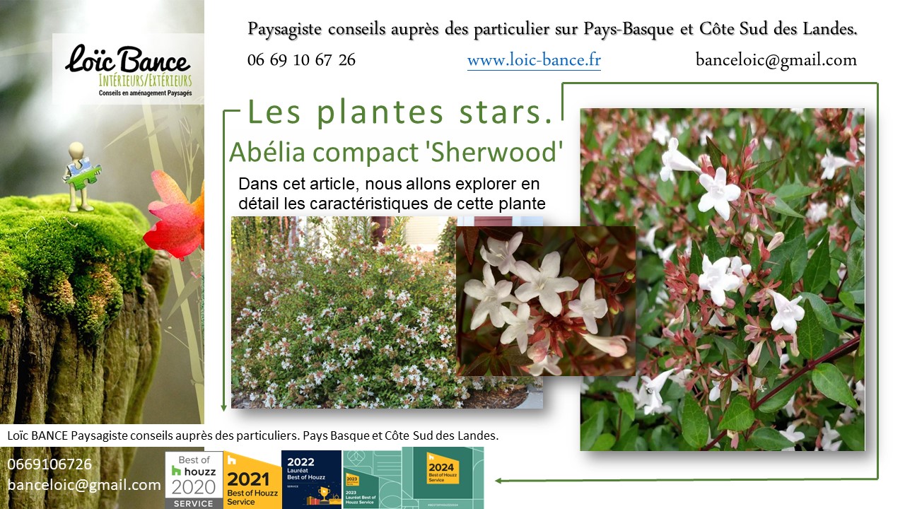 Arbuste; Paysagiste Pays Basque; Paysagiste Landes; Paysagiste conseil; Landes; Ahetze; Anglet; Arbonne; Arcangues; 