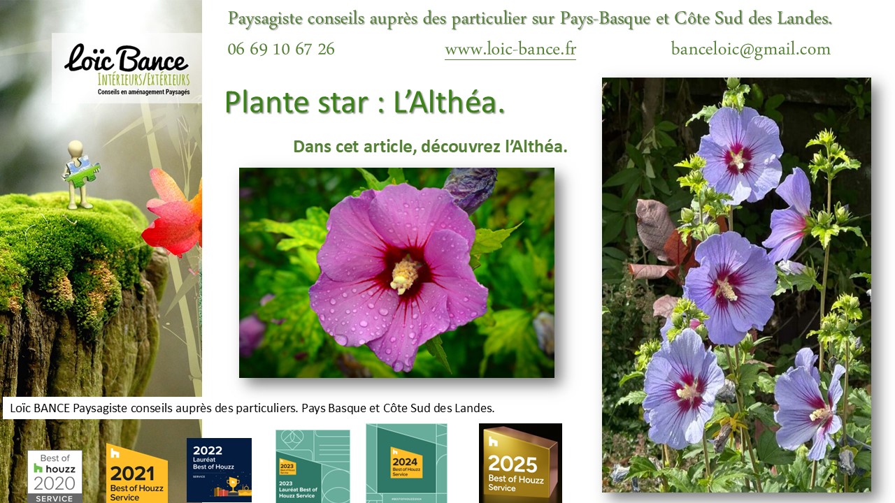 Fiche technique de l'Alth�a Hibiscus Arcangues paysages